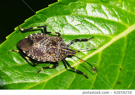 Madara bug Madara bug 42659258
