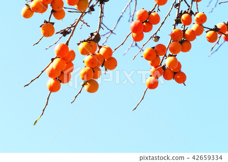 Persimmon nuts and blue sky 42659334