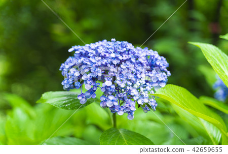 hydrangea   42659655