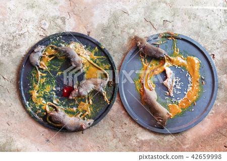 Dead rats in a mousetrap on cement background 42659998