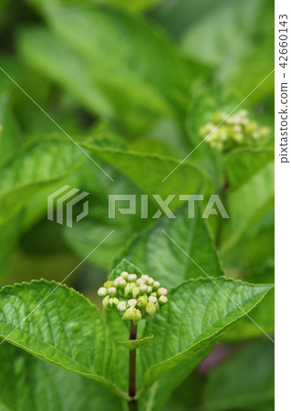 莧菜的花蕾·繡球花 42660143