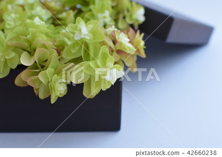 Kashiwa繡球花的安排 42660238