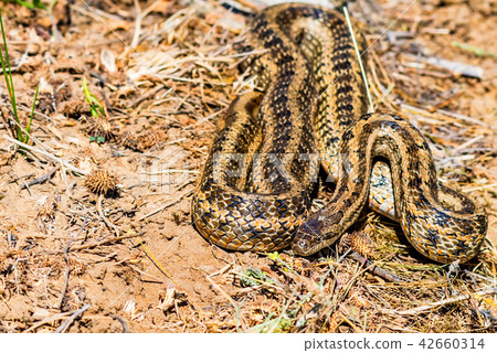 Steppe ratsnake or Elaphe dione on ground Steppe ratsnake or Elaphe dione on ground 42660314