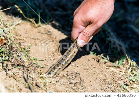 Catching steppe ratsnake or Elaphe dione Catching steppe ratsnake or Elaphe dione 42660350