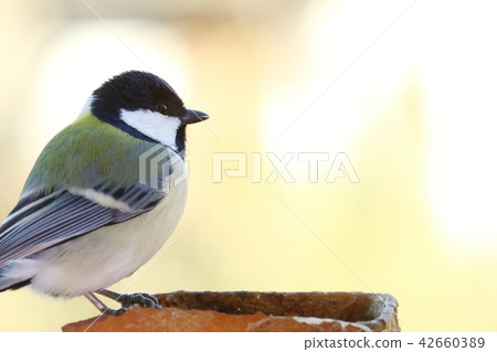 Tits colored closeup bright background 42660389