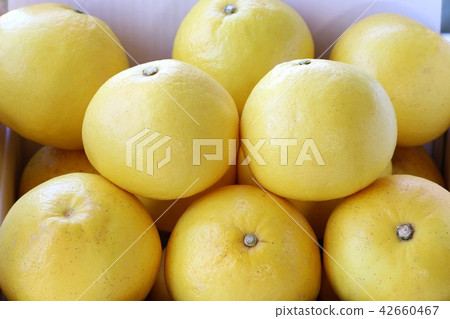 Tosa Buntan Tosa Buntan 42660467