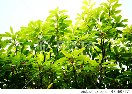 Yuzuriha的新鮮綠色 Yuzuriha的新鮮綠色 42660717