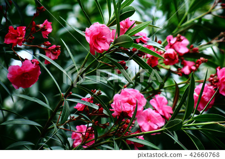 紅色爪紅色花 紅色爪紅色花 42660768