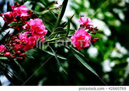 Red claw red flower 42660769