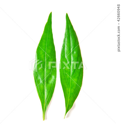 Andrographis paniculata on white background Andrographis paniculata on white background 42660948