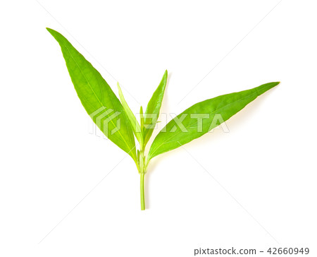 Andrographis paniculata on white background Andrographis paniculata on white background 42660949