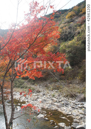 Maple and river flow (Muko river) 42661200