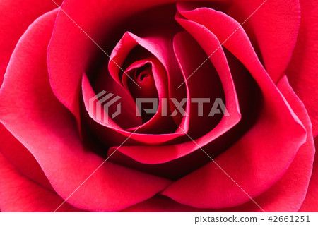 玫瑰 玫瑰 42661251