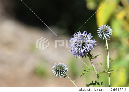 Artichoke flowers Artichoke flowers 42661524