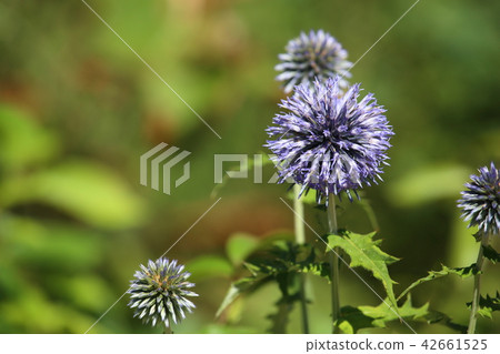 Artichoke flowers Artichoke flowers 42661525