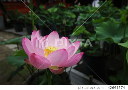 Nakayama-ji蓮花 42661574