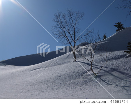 陽光雪原 陽光雪原 42661734
