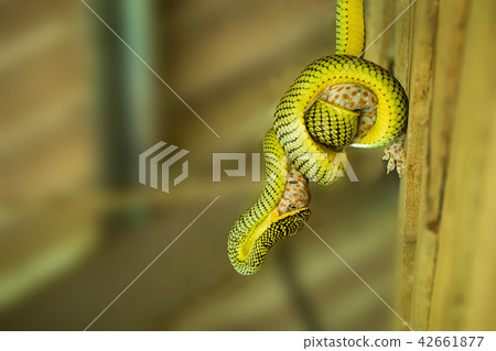 Green snake eating gecko. Green snake eating gecko. 42661877