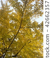 Ginkgo biloba 42662357