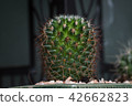 A small cactus planted in a pot. 42662823
