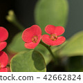 The Crown of thorns blooming 42662824