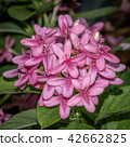 pink flower Blooming 42662825