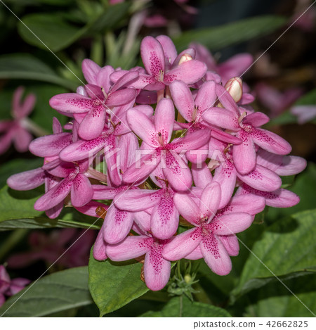 pink flower Blooming pink flower Blooming 42662825