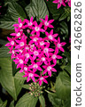 India pink Ixora Blooming 42662826