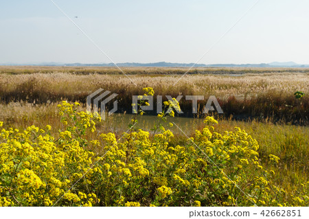 Country, reed Country, reed 42662851