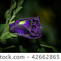 The Violet flower blooming 42662865