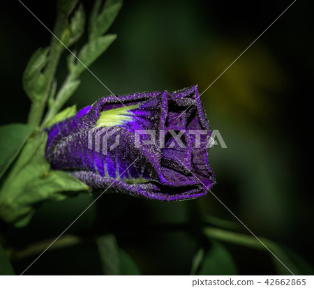 The Violet flower blooming The Violet flower blooming 42662865