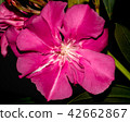Pink flower blooming 42662867