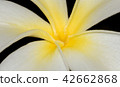 White, plumeria 42662868