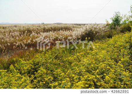 Country, reed 42662891