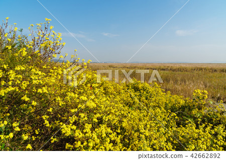 Country, reed 42662892