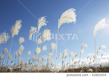 Aozora and Suzuki Aozora and Suzuki 42662934