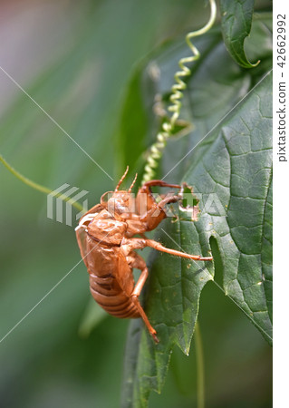 Cicada's escape shell 42662992