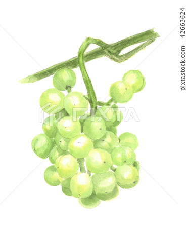 Grape Seto Giants Grape Seto Giants 42663624