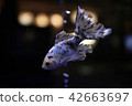 Aquarium goldfish 42663697