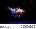 Aquarium goldfish 42663698