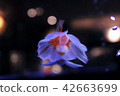 Aquarium goldfish 42663699