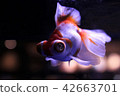 Aquarium goldfish 42663701