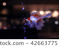 Aquarium goldfish 42663775