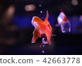Aquarium goldfish 42663778