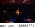 Aquarium goldfish 42663779