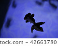 Aquarium goldfish 42663780