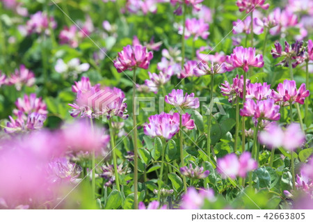 黃芪 42663805