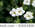 White flowers in pairs 42663806