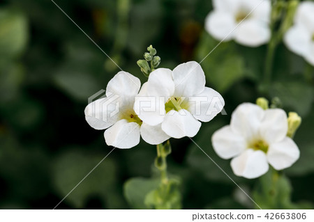 White flowers in pairs White flowers in pairs 42663806