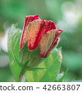 Pink hibiscus flowers are blooming. 42663807